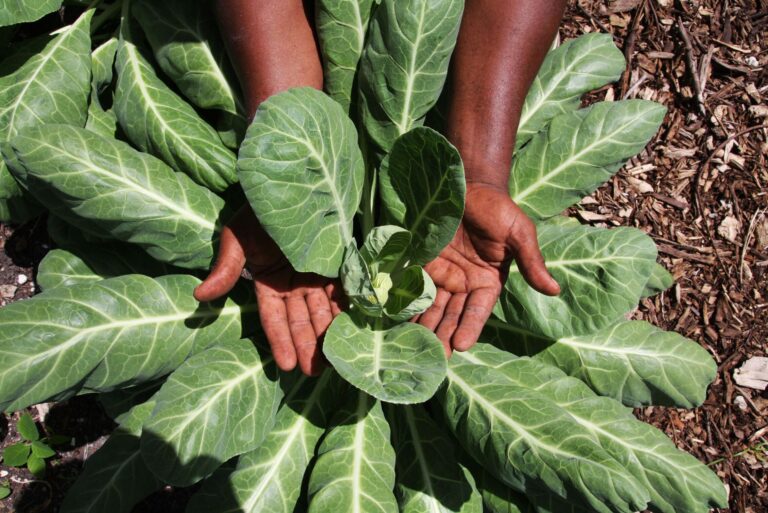 Environment Improves Nutrition and Health